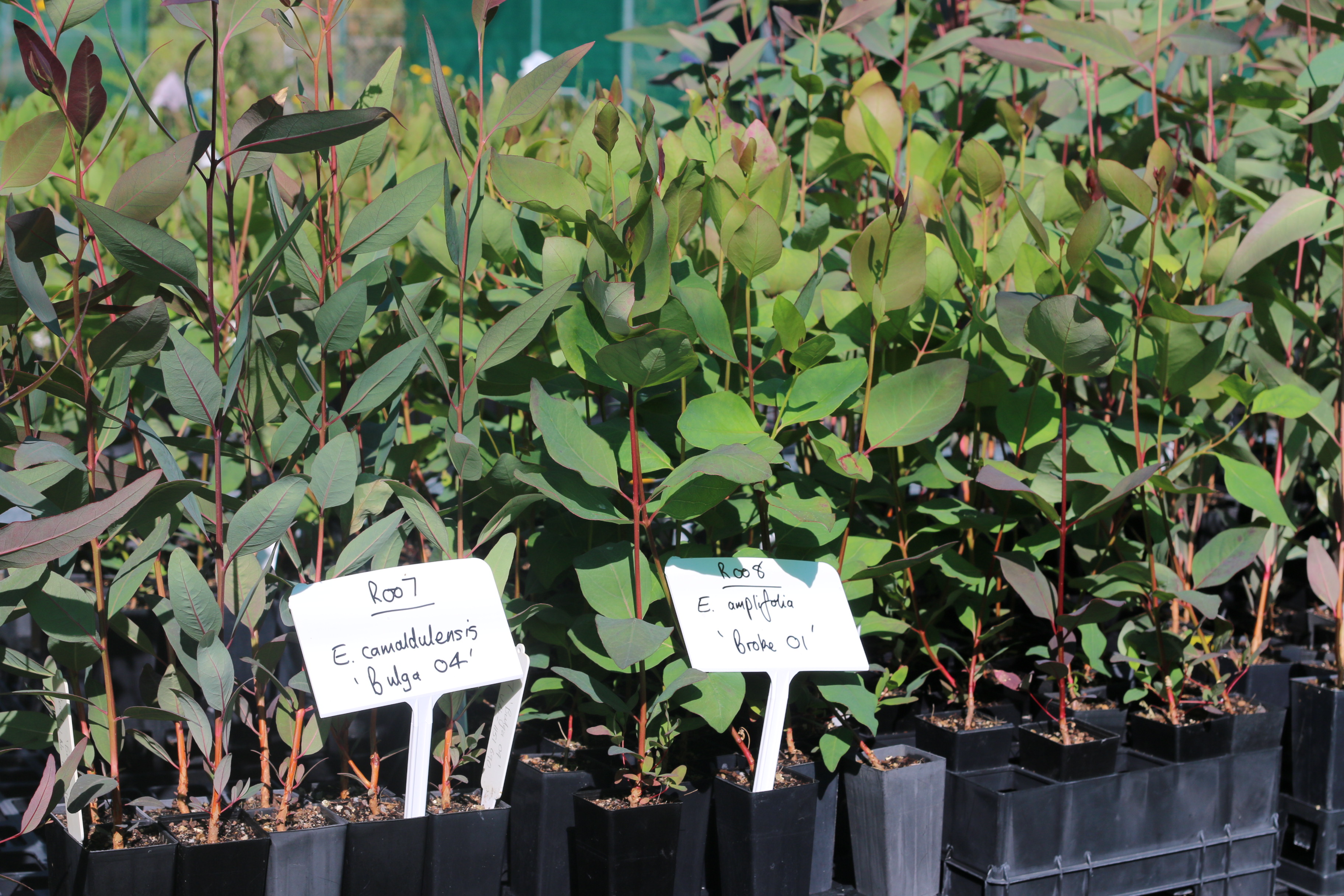 Eucalyptus camaldulensis 