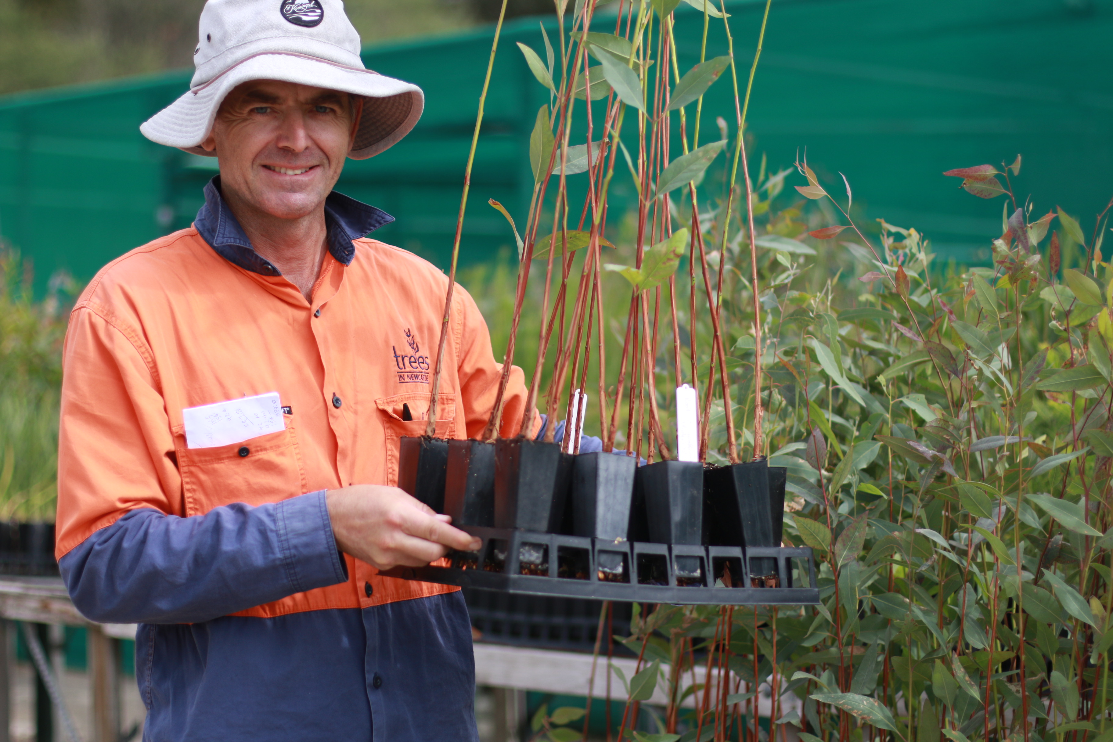 Staff member at Trees of Newcastle Nursery holding a tray of Eucalyptus camaldulensis seedlings