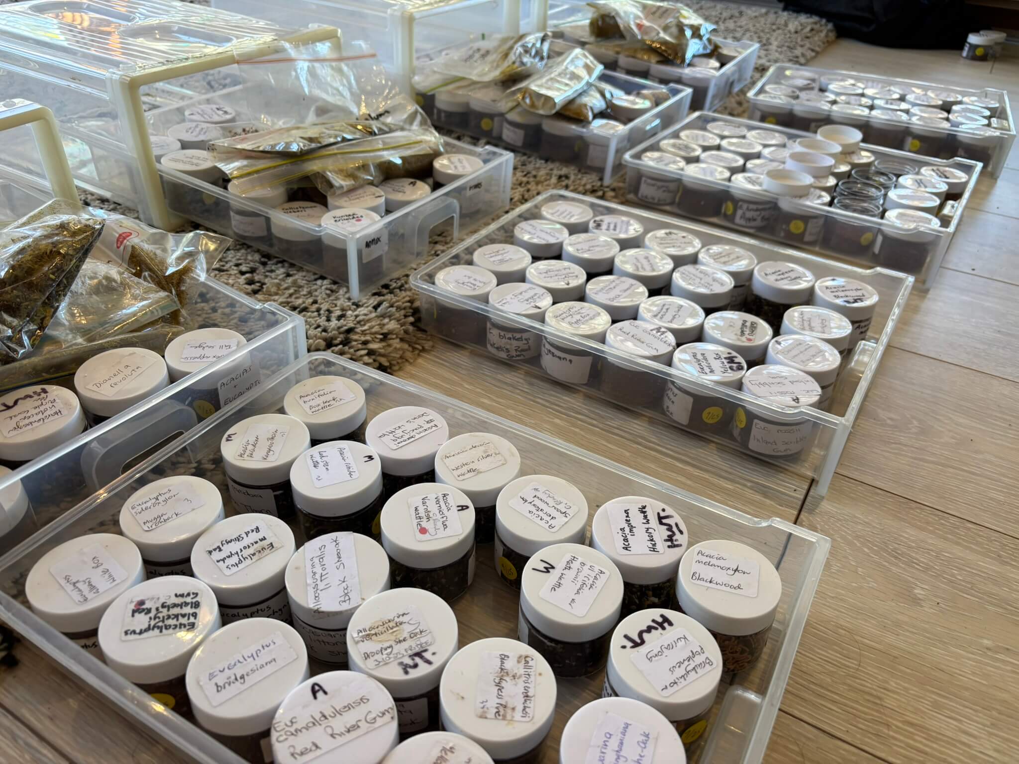 Images of seeds collected in pots