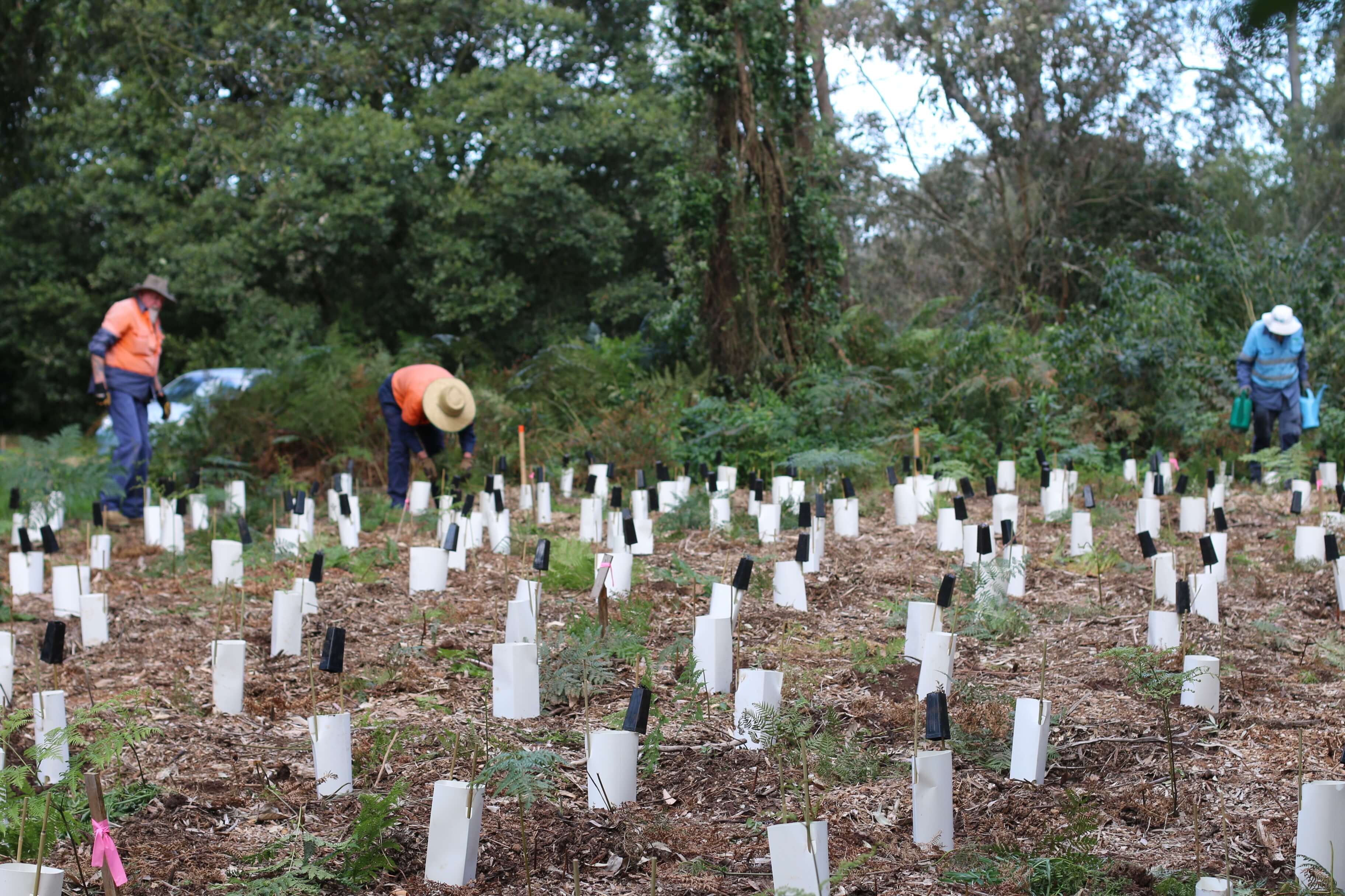 Melaleuca quinquenervia restoration site HUnter Wetlands 