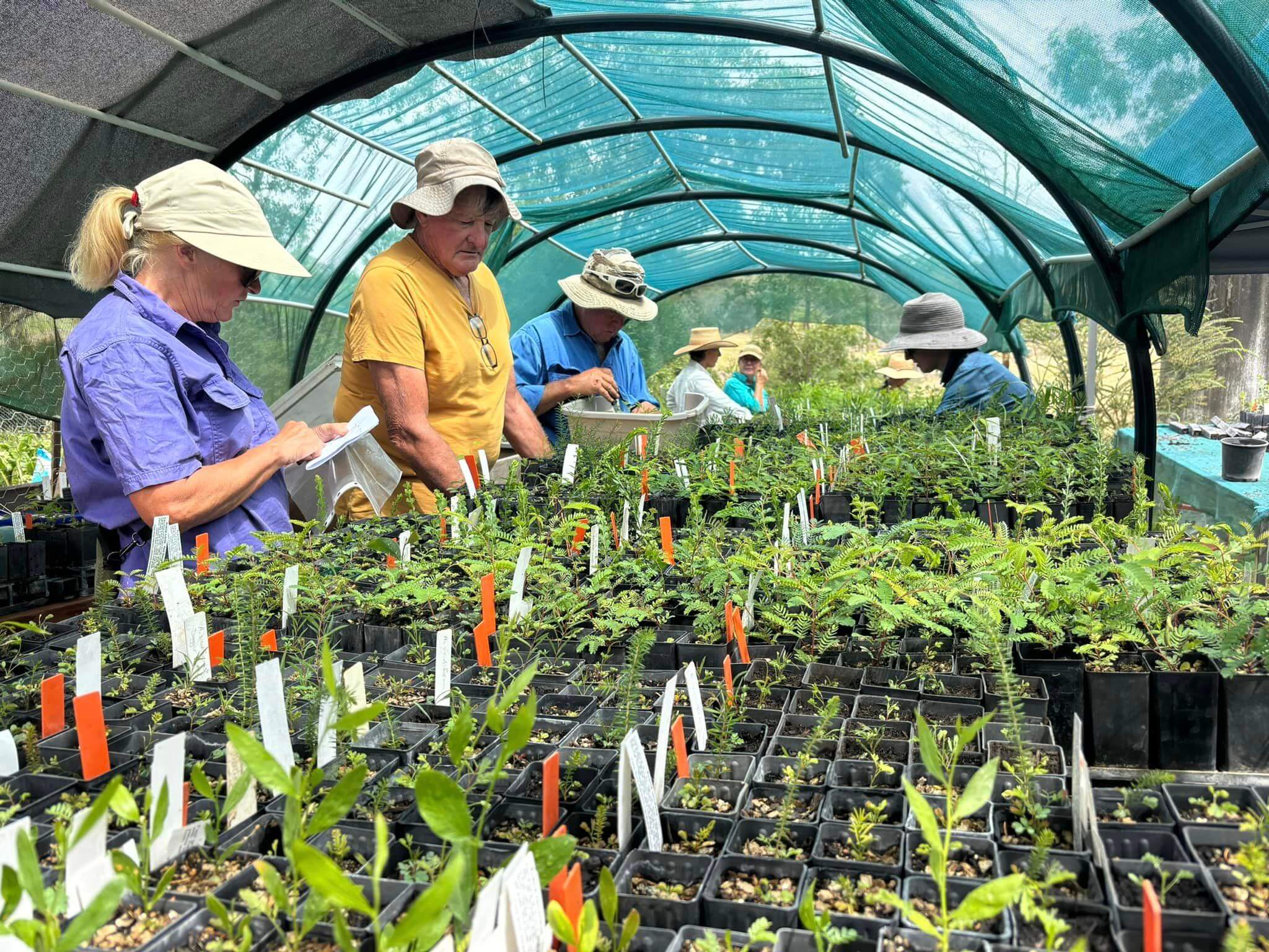 Volunteers tending to climate-ready tubestock during a working bee at Wattle Valley Landcare Nursery