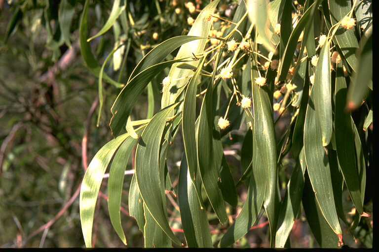 Acacia_implexa leaves