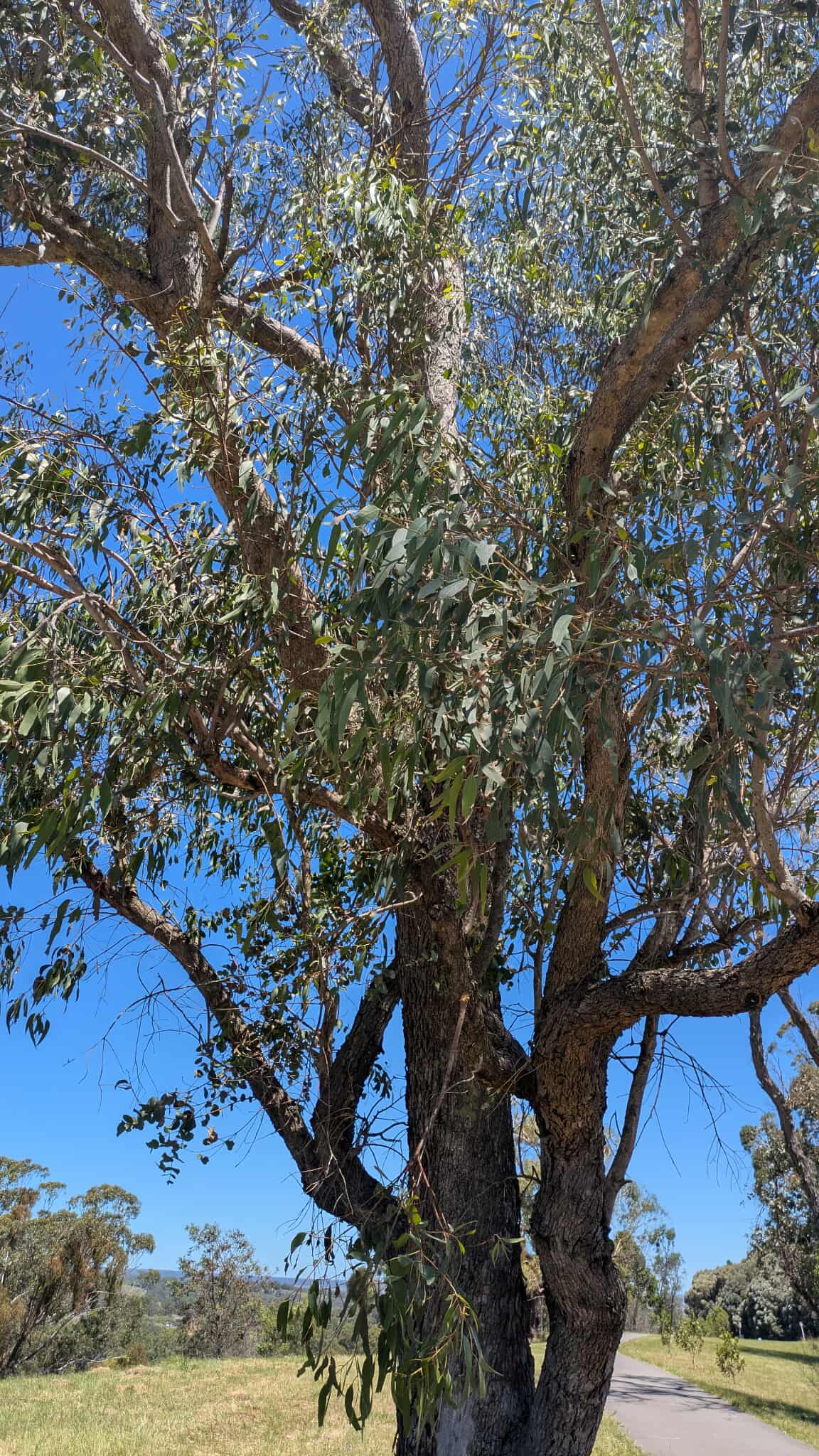 Eucalyptus goniocalyx tree