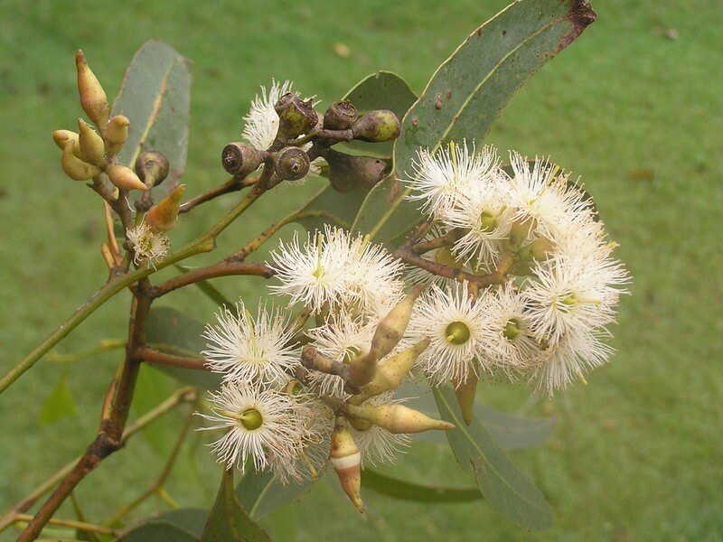 Eucalyptus fibrosa plant