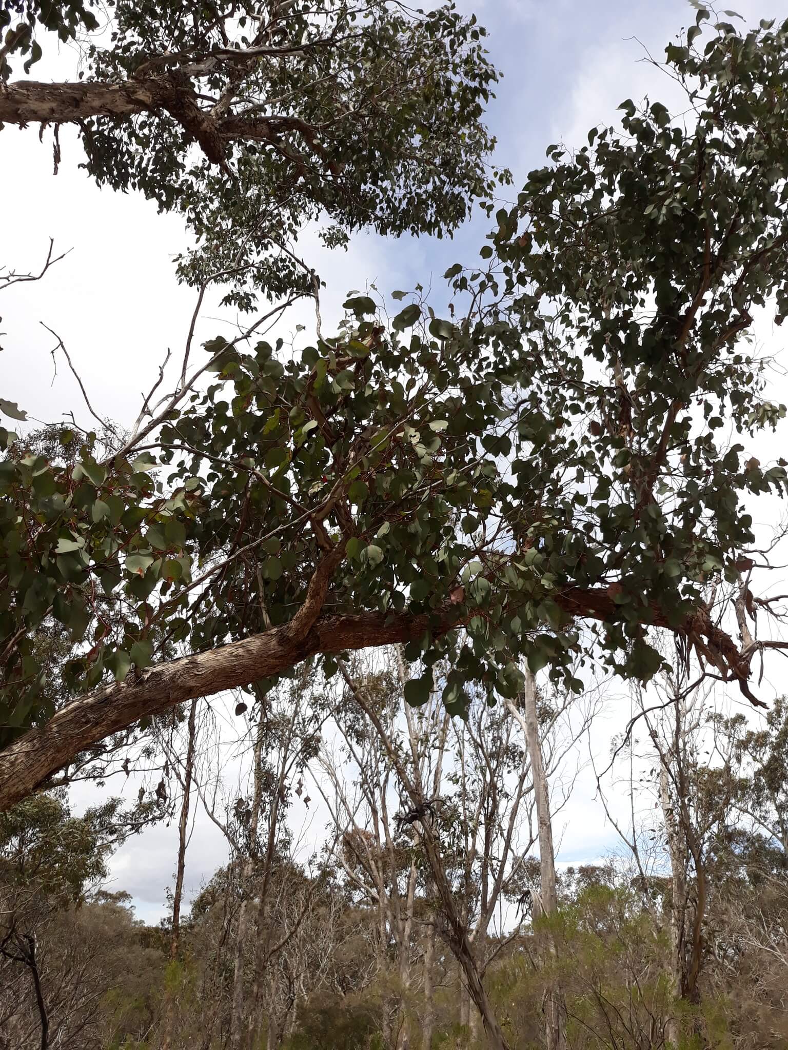 Eucalyptus polyanthemos tree
