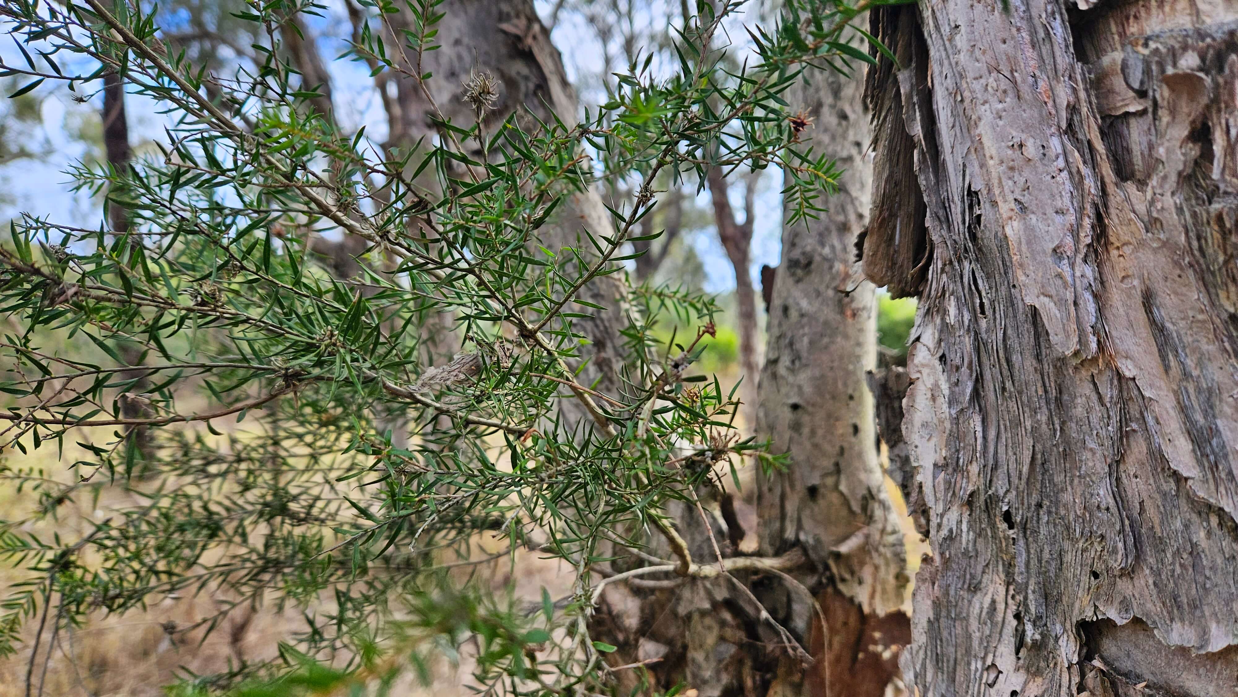 Melaleuca decora tree