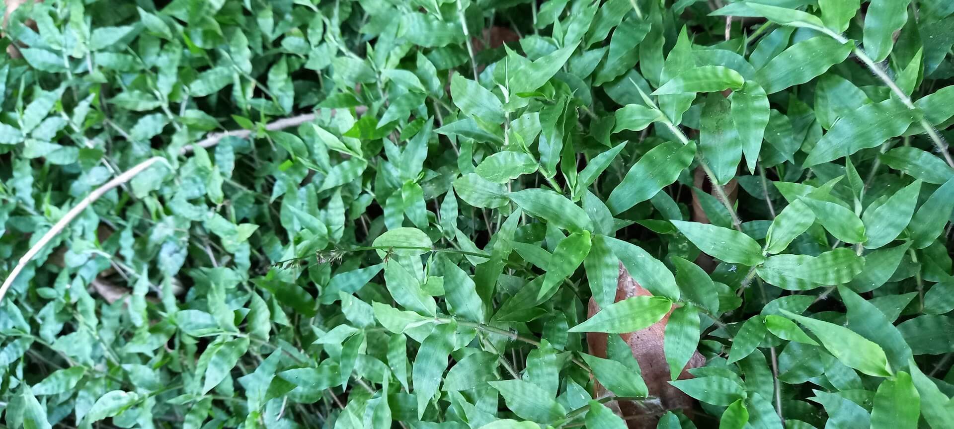 Oplismenus hirtellus plant