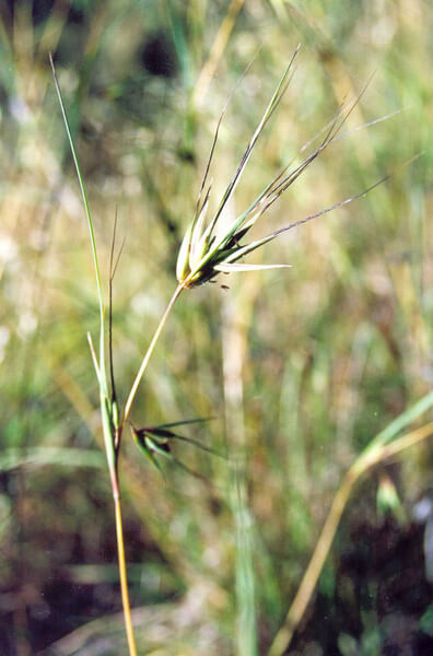 Themeda triandra grass