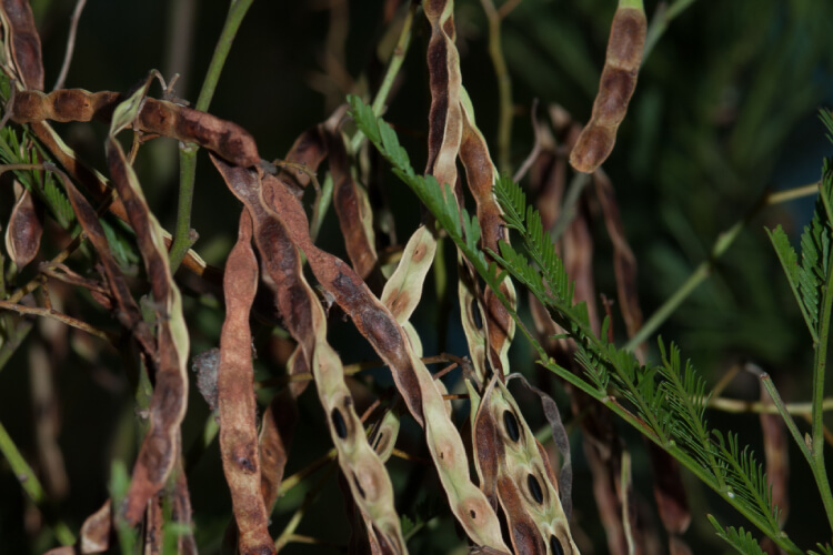 acacia-parramattensis leaves