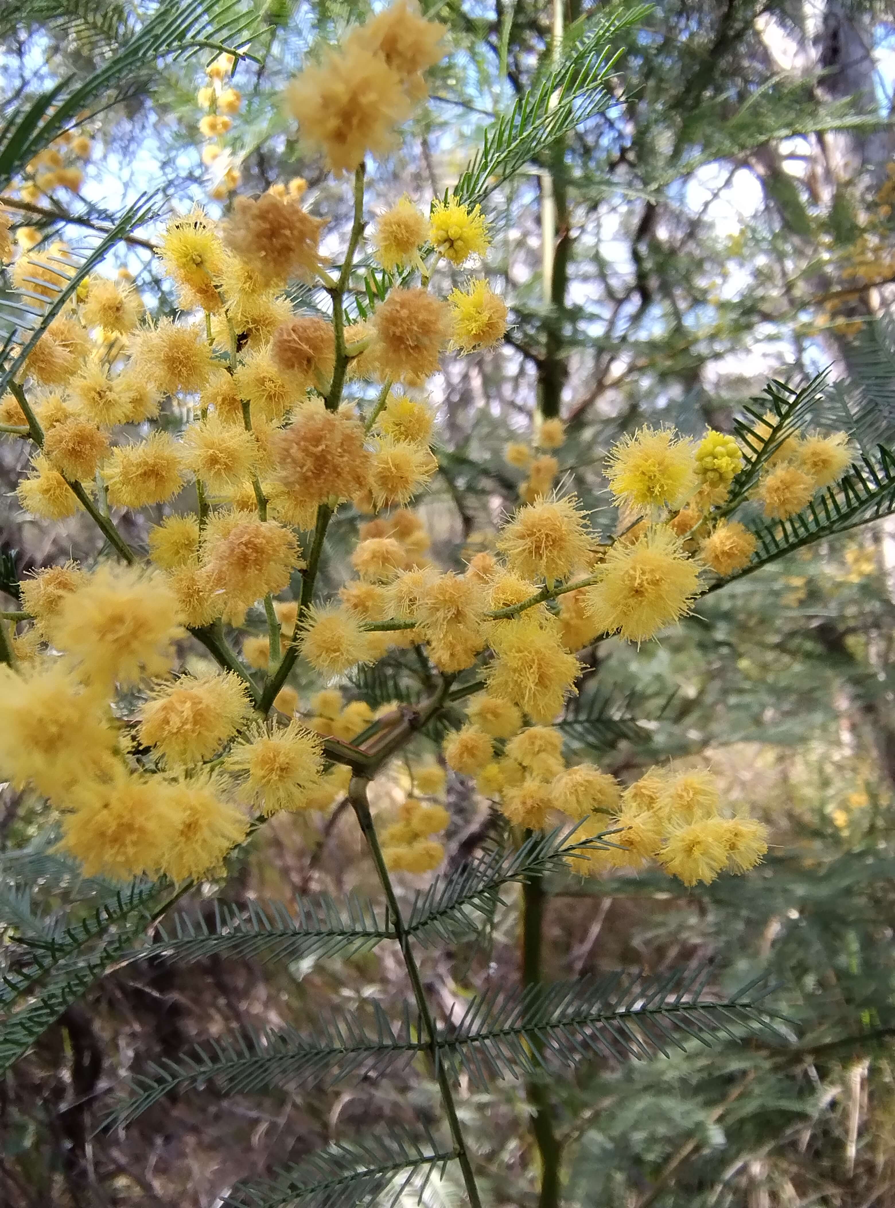 acacia decurrens flowers
