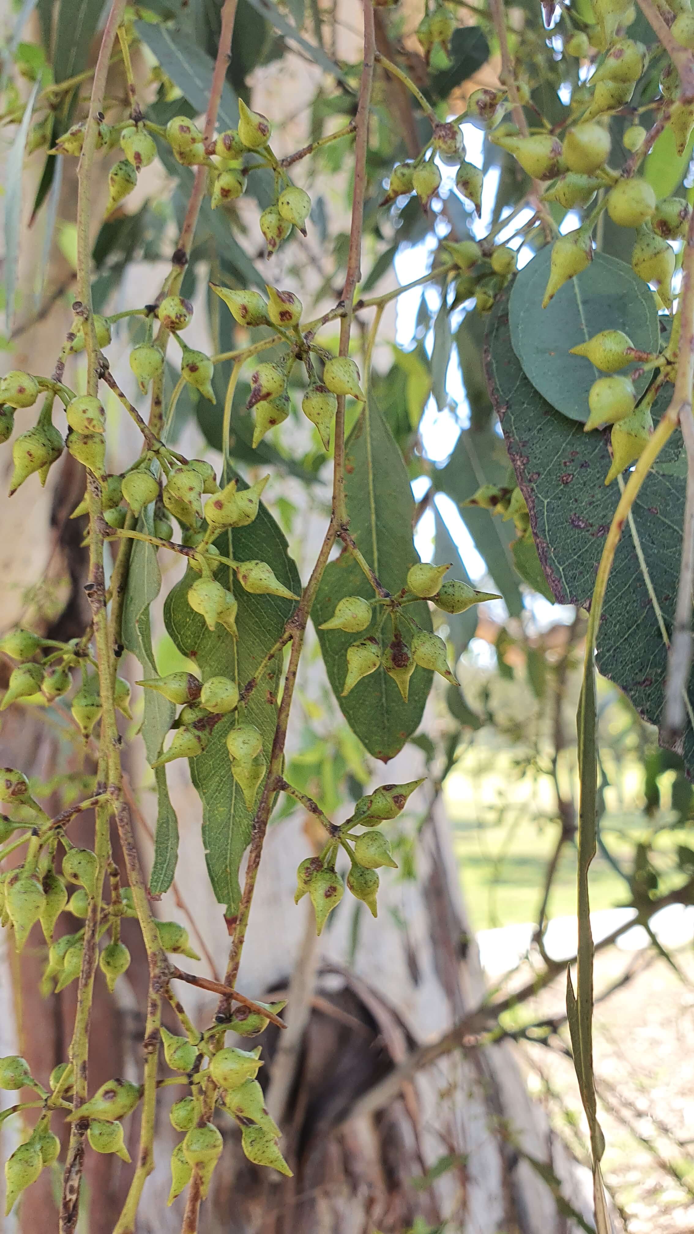 eucalyptus camaldulensis 