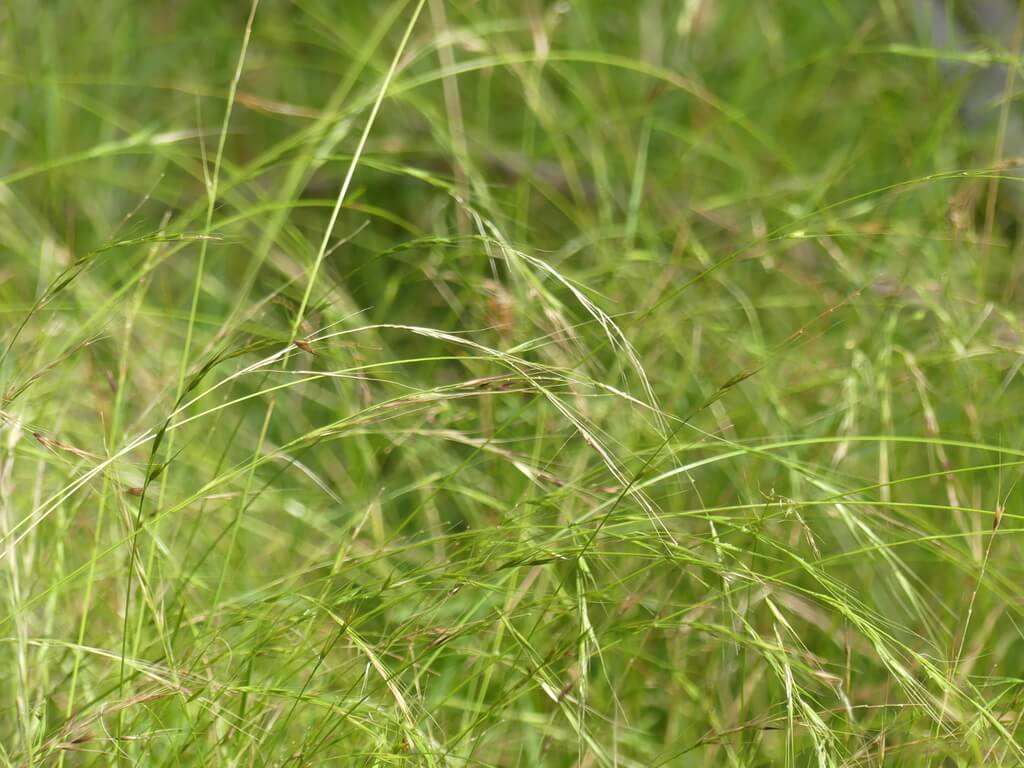 microlaena-stipoides