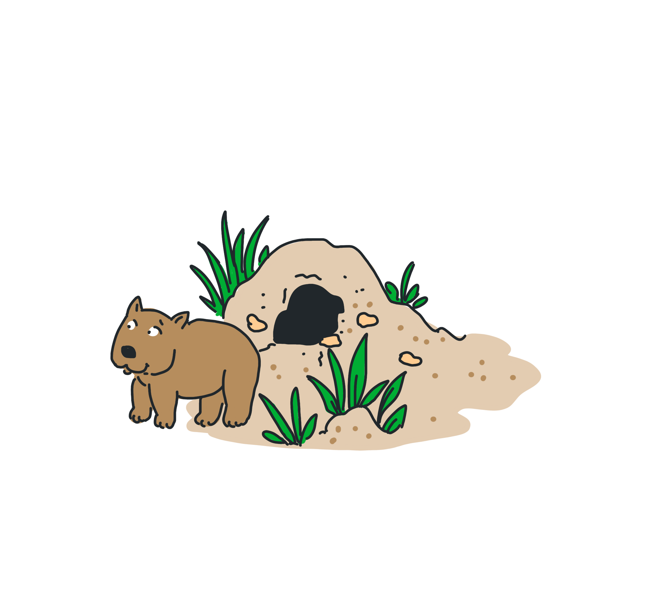 wombat illustratiom