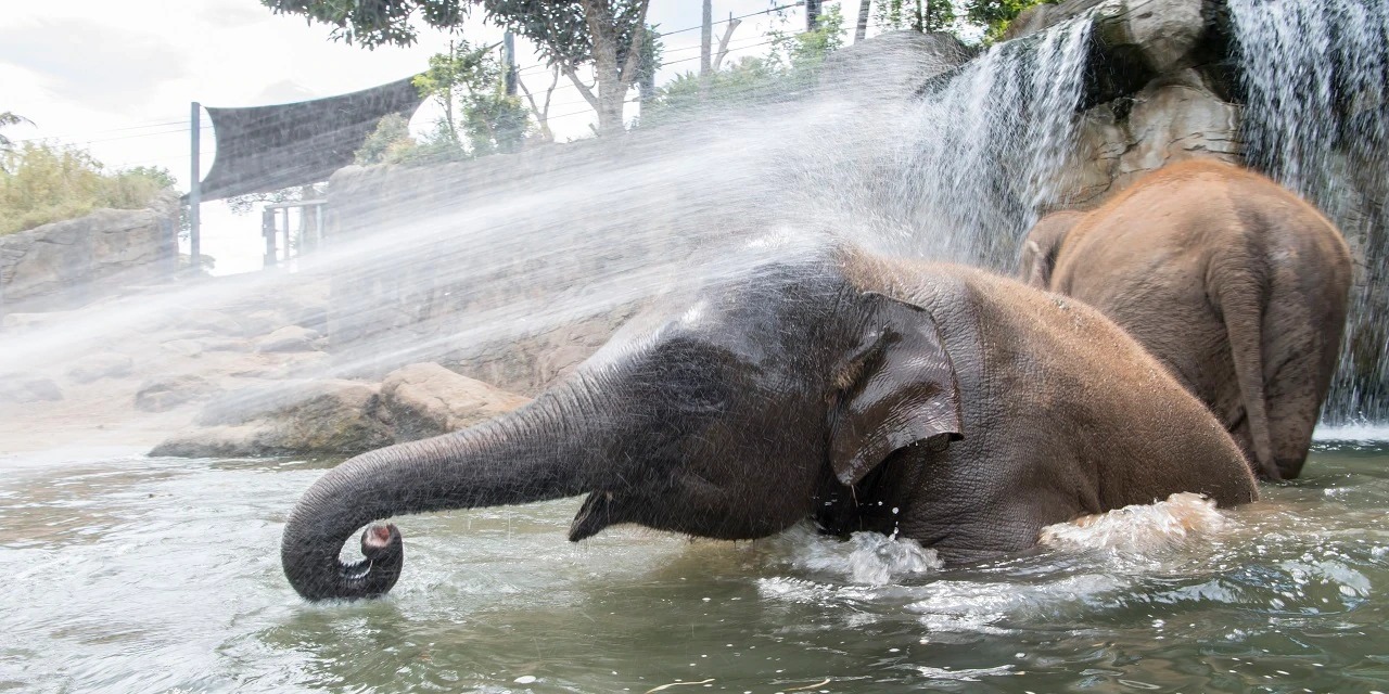 Elephants playing in water in a zoo enclosure.