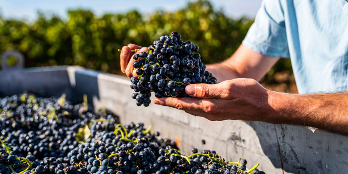 A man’s hands holding a bunch of grapes.