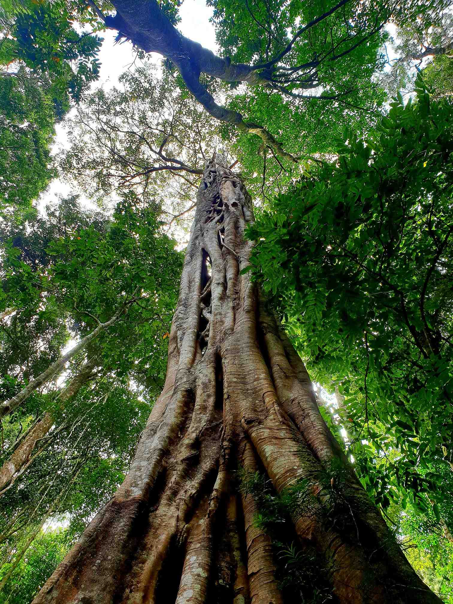 View of large tree in the gondwana rainforest 