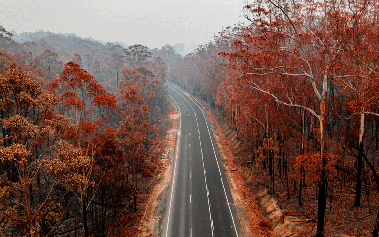 Burnt forest surrounding a main road near Batemans Bay, NSW. 