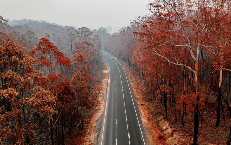 Burnt forest surrounding a main road near Batemans Bay, NSW.