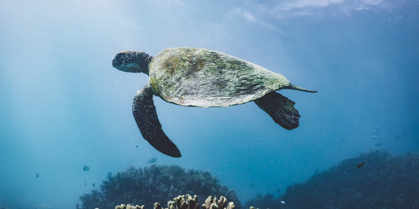 A turtle swimming in the water