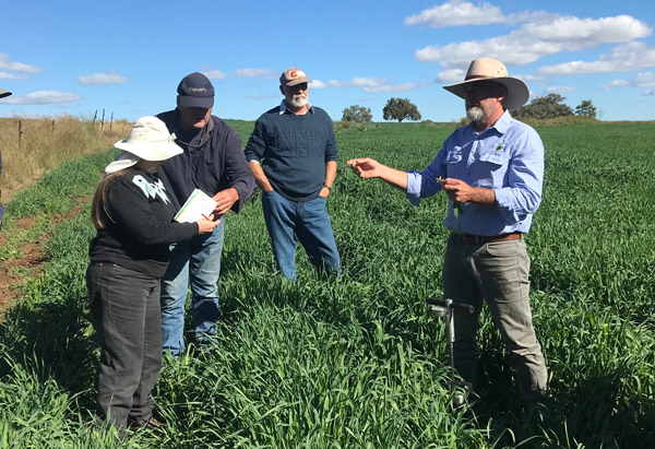 A group of four people standing in a crop field taking notes