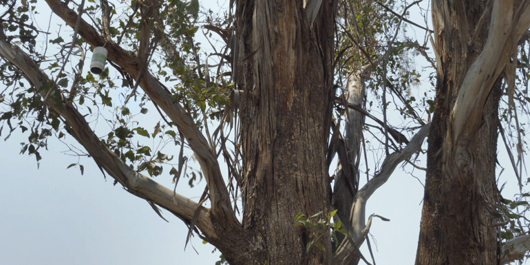 A photograph of a small heat sensor hanging in a large eucalypt tree in Penrith.