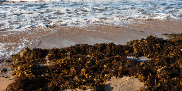 Kelp that has washed up on the beach is a source of food and shelter for many beach inhabitants.
