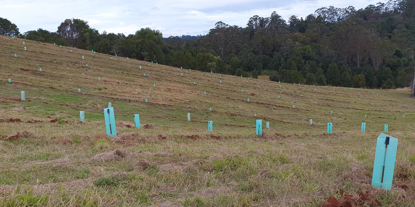 Tree plantings on hill