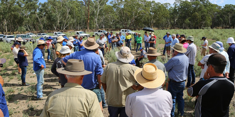 Members of the Western Murray Land Improvement Group attend an on-ground workshop 2. Credit Western Murray Land Improvement Group