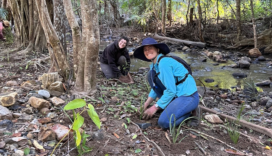 community replanting in Northern Rivers region of NSW