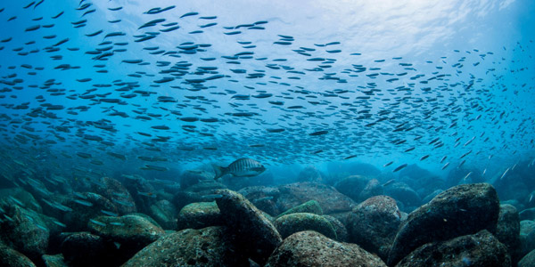 Underwater view of marine life passing above rocks in Cabbage Bay Aquatic Reserve, Manly