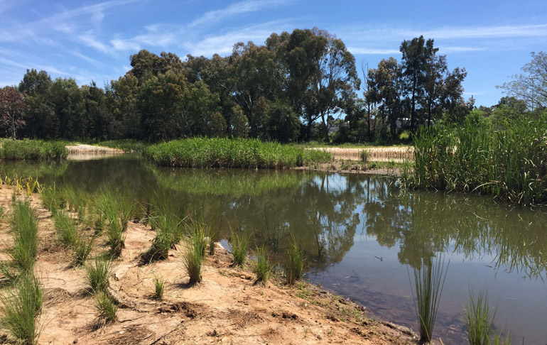 Parkes Shire Council PAC park plantings