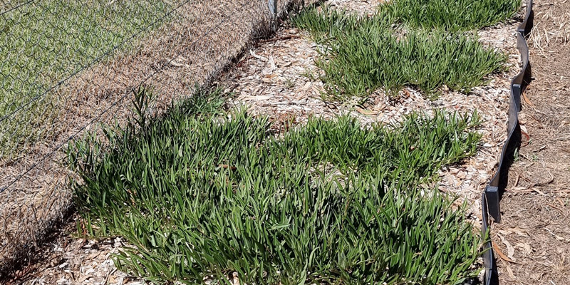 The rabbit proof fence and seed production area of the Wirraminna Environmental Education Centre