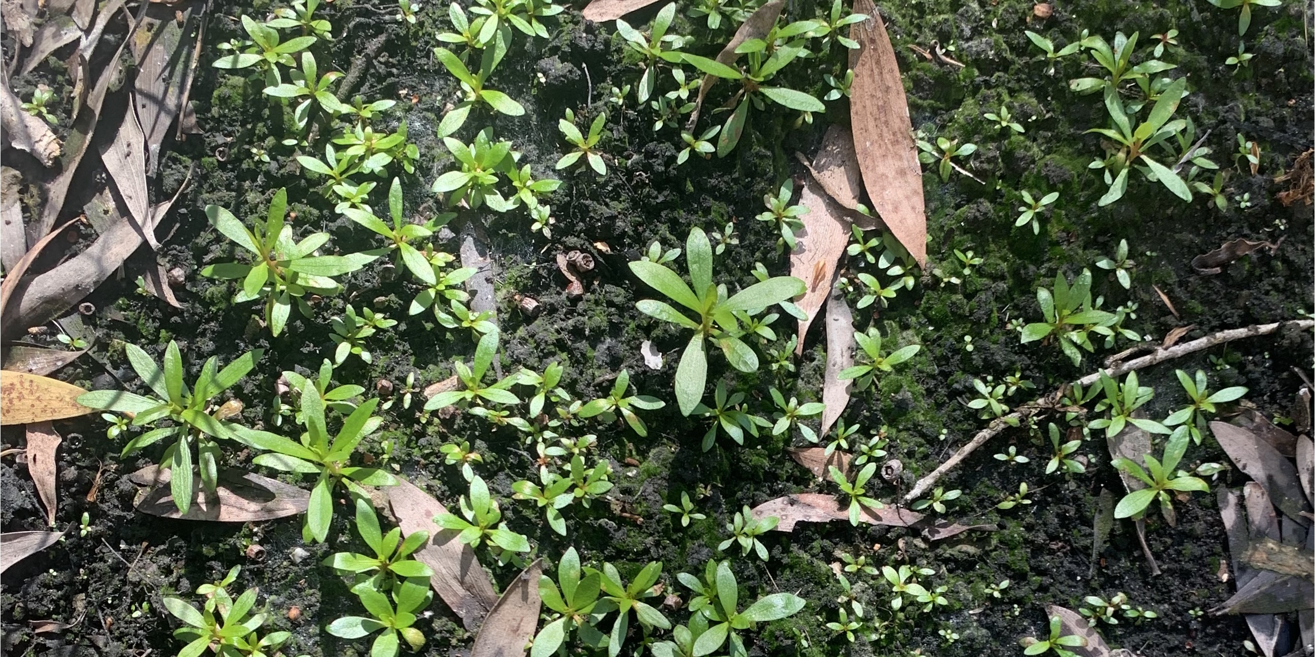 Melaleuca quinquenervia seedlings