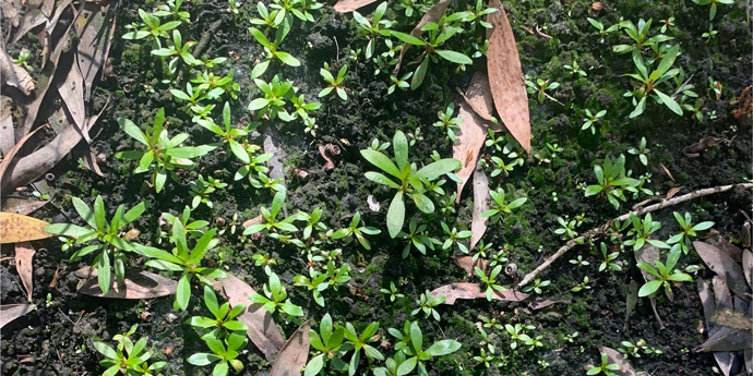 Melaleuca quinquenervia seedlings