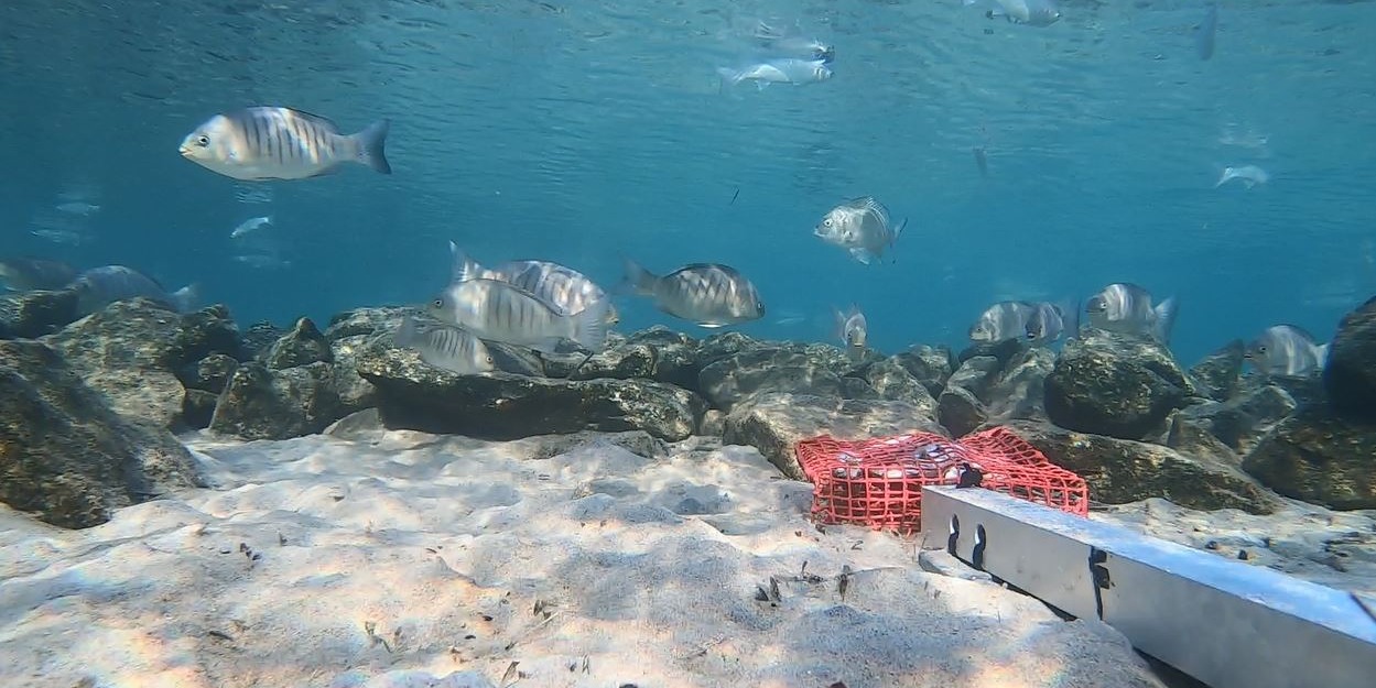 Fish use monitoring of the intertidal reefs